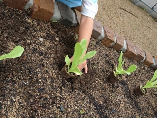 小さい子供たちと一緒に育てる野菜。食育の大切な一歩です。