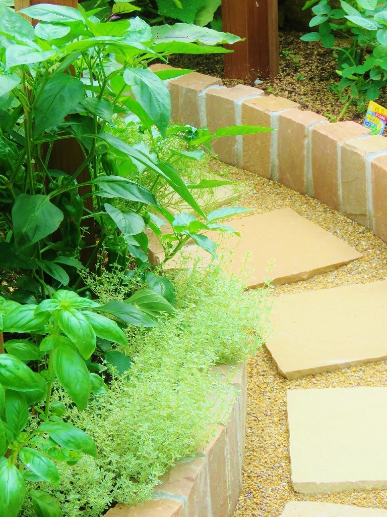 ピーマンとバジル、タイムを一緒に植えて、害虫の接近を香りでかく乱します。