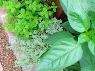 野菜の葉っぱとタイムやオレガノの葉っぱのテクスチャーを組み合わせて寄せ植えに。この組み合わせの楽しみも醍醐味。