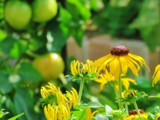 ルドベキアとトマトのある景色。楽しめる景色が増えるのが魅力。