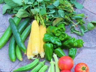 夏野菜は彩画鮮やか。収穫した野菜たちを並べて写真を撮ってみるのも以外と楽しい。