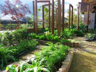 朝日が差し込む時間帯は、朝露を蓄えた野菜たちのきれいな姿が楽しめる。こんな景色、ご存知でしたか？