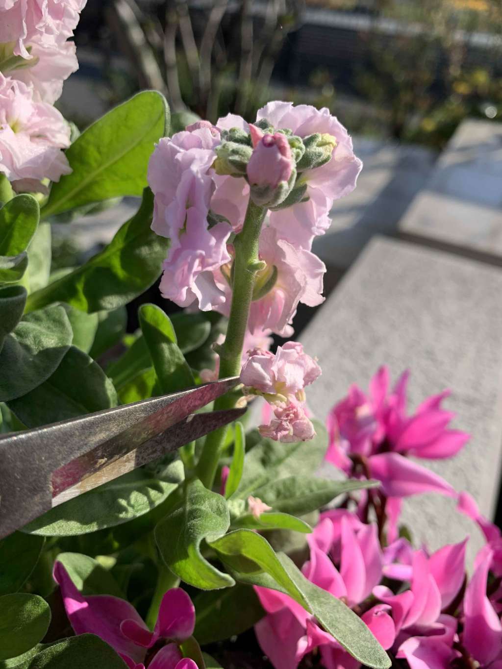 花 がら 摘み と は 植えた花を管理しましょう 花がら摘み 切り戻し より長く楽しむために 札幌市豊平区