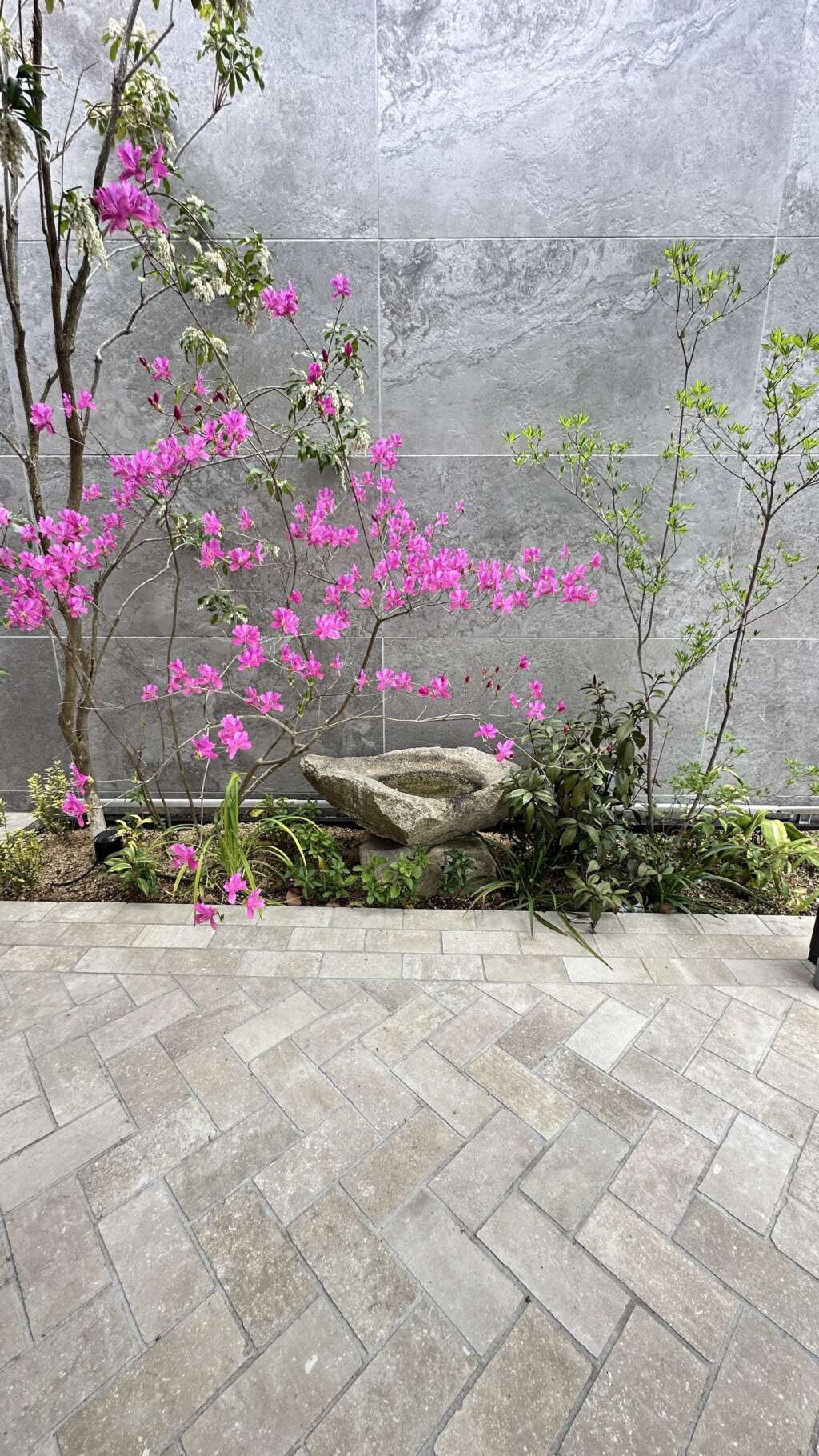 早春のツツジの鮮やかさを引き立たせるような色使いを選んでいます。