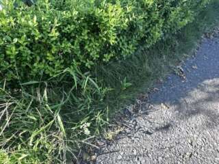 芝生以外の雑草が入ってくるだけで、なんかモッサリした様子。