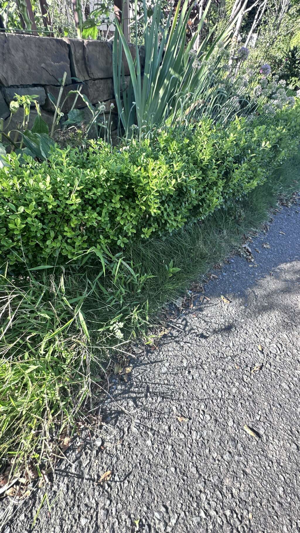 芝生以外の雑草が入ってくるだけで、なんかモッサリした様子。